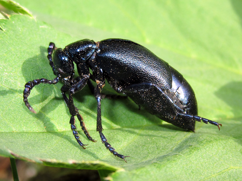 Meloe violaceus